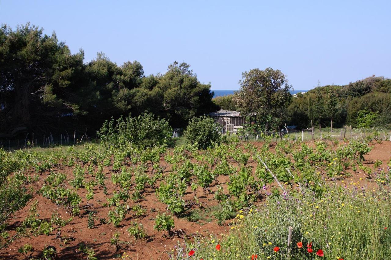 Apartments By The Sea Cove Blaca, Mljet - 4899 サプルナラ エクステリア 写真